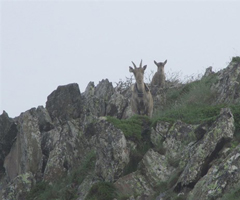La cabra salvaje empieza a reproducirse en la Resrva de Caza del Alt Pallars